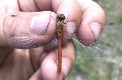 Sympetrum tibiale
