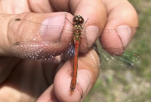 Sympetrum tibiale