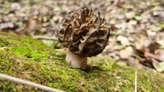 Morchella dunalii