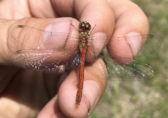 Sympetrum tibiale