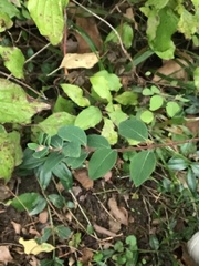Symphoricarpos orbiculatus