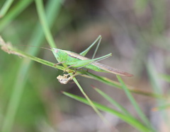 Conocephalus maculatus