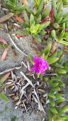 Carpobrotus virescens