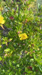 Hibbertia cuneiformis