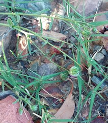 Osteospermum monstrosum