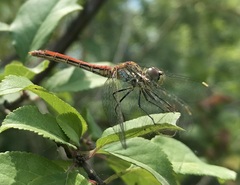 Sympetrum tibiale