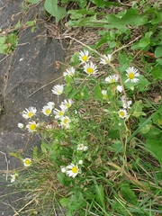 Erigeron annuus