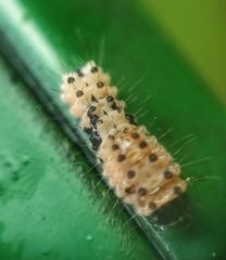 Pompelon marginata