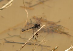 Erythemis plebeja