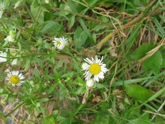 Erigeron annuus