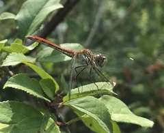 Sympetrum tibiale