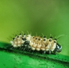 Pompelon marginata