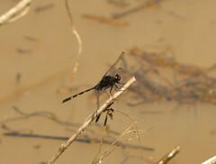 Erythemis plebeja