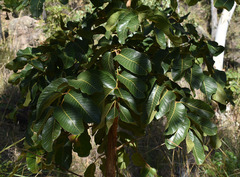 Canarium australianum