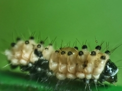 Pompelon marginata