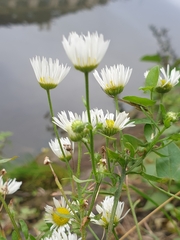 Erigeron annuus