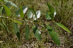 Ficus opposita