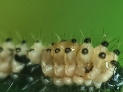 Pompelon marginata
