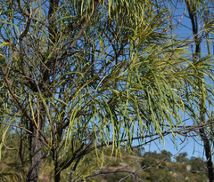 Grevillea parallela