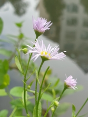 Erigeron annuus