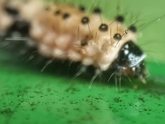Pompelon marginata