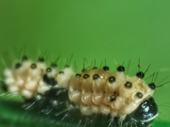 Pompelon marginata