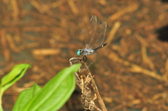 Micrathyria atra