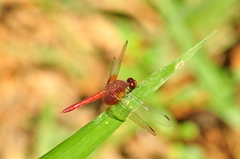 Erythrodiplax famula