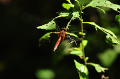 Odonata