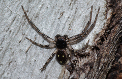 Tharpyna campestrata