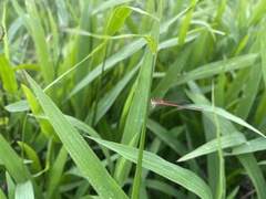 Agriocnemis femina oryzae