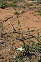 Romulea sinispinosensis