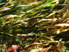 Vallisneria spiralis