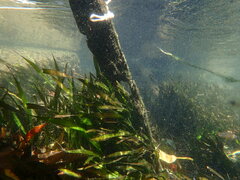 Vallisneria spiralis