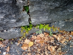 Ilex
