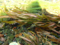 Vallisneria spiralis