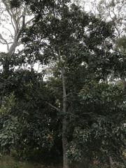 Pleiogynium timoriense