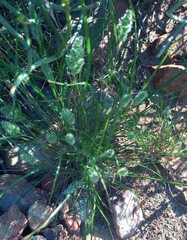 Tribolium hispidum