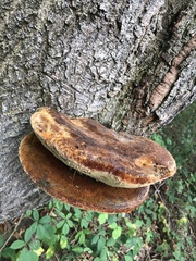 Inonotus