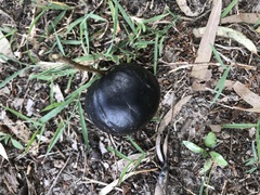 Pleiogynium timoriense