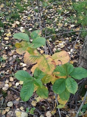 Aronia mitschurinii