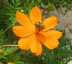 Melipona scutellaris