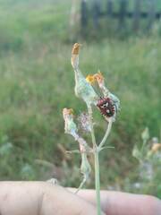 Codophila varia