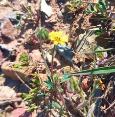 Osteospermum monstrosum