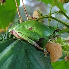 Hyla arborea