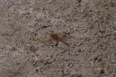 Sympetrum darwinianum