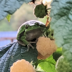 Hyla arborea
