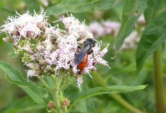 Sphecodes albilabris