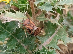 Carpocoris mediterraneus