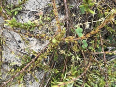 Coprosma acerosa